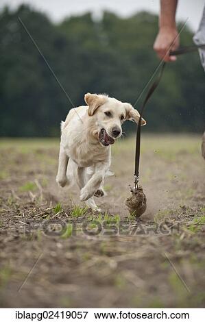 Golden Retriever playing with a dummy View Large Photo Image Stock Photo - Golden Retriever playing with a dummy. Fotosearch