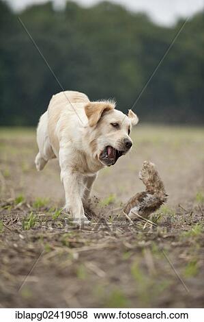 Golden Retriever playing with a dummy View Large Photo Image Stock Photo - Golden Retriever playing with a dummy. Fotosearch