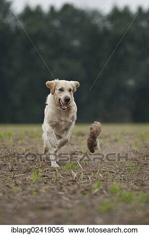 Golden Retriever playing with a dummy View Large Photo Image Stock Photography - Golden Retriever playing with a dummy. Fotosearch