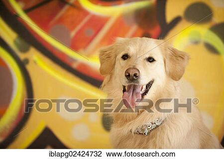 Golden Retriever, portrait in front of a wall with graffiti View Large Photo Image Stock Image - Golden Retriever, portrait in front of a wall with graffiti. Fotosearch