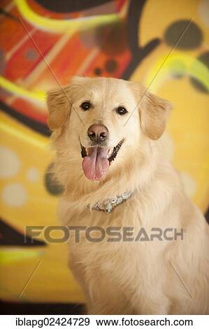 Stock Photo - Golden Retriever, portrait in front of a wall with graffiti. Fotosearch