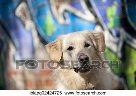 Golden Retriever, portrait in front of a wall with graffiti View Large Photo Image Stock Photography - Golden Retriever, portrait in front of a wall with graffiti. Fotosearch