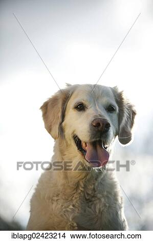 Golden Retriever, portrait View Large Photo Image Picture - Golden Retriever, portrait. Fotosearch