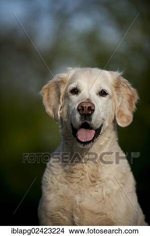 Golden Retriever, portrait View Large Photo Image Picture - Golden Retriever, portrait. Fotosearch