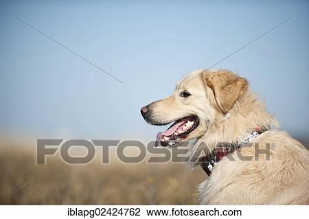 Golden Retriever, portrait View Large Photo Image Stock Image - Golden Retriever, portrait. Fotosearch
