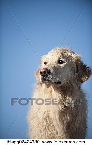 Stock Image - Golden Retriever, portrait. Fotosearch