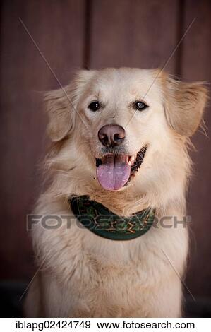 Golden Retriever, portrait View Large Photo Image Stock Photo - Golden Retriever, portrait. Fotosearch