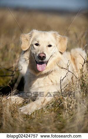 Golden Retriever, portrait View Large Photo Image Stock Photo - Golden Retriever, portrait. Fotosearch