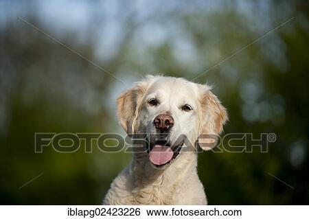 Stock Photograph - Golden Retriever, portrait. Fotosearch