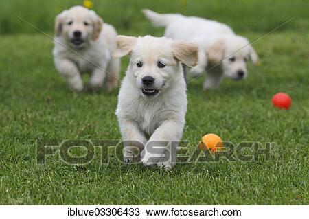 "Golden Retriever puppies playing on a meadow, Germany, Europe" View Large Photo Image Stock Image - "Golden Retriever puppies playing on a meadow, Germany, Europe". Fotosearch