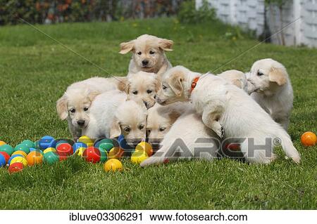 "Golden Retriever puppies playing with balls on meadow, Germany, Europe" View Large Photo Image Stock Image - "Golden Retriever puppies playing with balls on meadow, Germany, Europe". Fotosearch