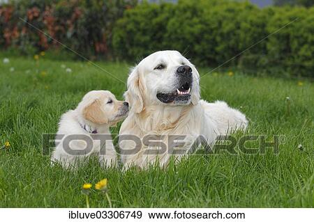 "Golden Retriever puppy and male dog on a meadow, Germany, Europe" View Large Photo Image Stock Photo - "Golden Retriever puppy and male dog on a meadow, Germany, Europe". Fotosearch