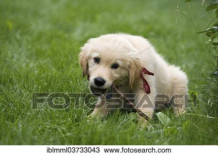 Stock Image - "Golden Retriever puppy chewing on a branch, Germany, Europe". Fotosearch