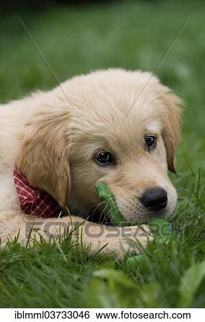 "Golden Retriever puppy, Germany, Europe" View Large Photo Image Stock Photograph - "Golden Retriever puppy, Germany, Europe". Fotosearch