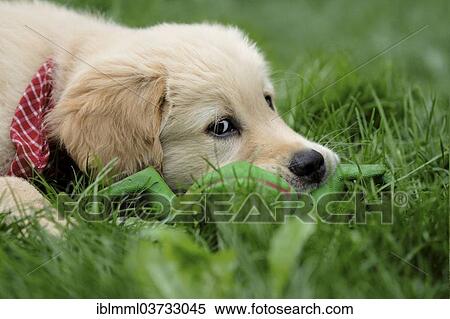 "Golden Retriever puppy, Germany, Europe" View Large Photo Image Stock Photography - "Golden Retriever puppy, Germany, Europe". Fotosearch