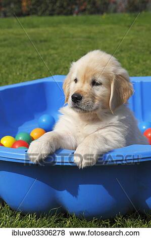 Stock Photo - "Golden Retriever, puppy in a paddling pool with balls, Germany, Europe". Fotosearch