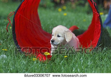 "Golden Retriever puppy in a play tunnel on meadow, Germany, Europe" View Large Photo Image Stock Photo - "Golden Retriever puppy in a play tunnel on meadow, Germany, Europe". Fotosearch