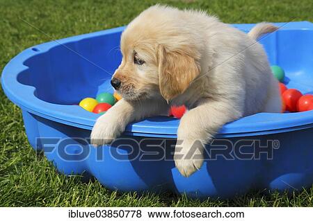 "Golden Retriever, puppy" View Large Photo Image Stock Photo - "Golden Retriever, puppy". Fotosearch