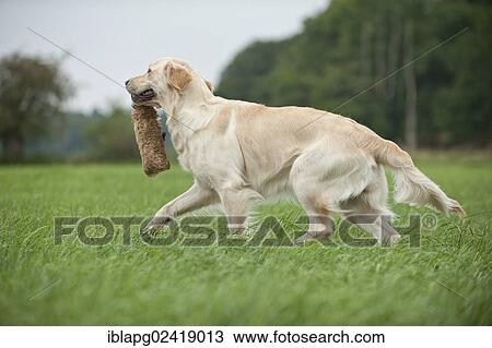 Golden Retriever retrieving a dummy View Large Photo Image Stock Image - Golden Retriever retrieving a dummy. Fotosearch