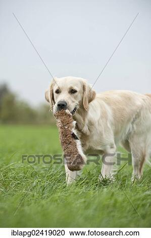 Golden Retriever retrieving a dummy View Large Photo Image Stock Image - Golden Retriever retrieving a dummy. Fotosearch
