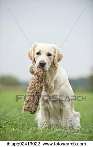 Golden Retriever retrieving a dummy View Large Photo Image Stock Image - Golden Retriever retrieving a dummy. Fotosearch