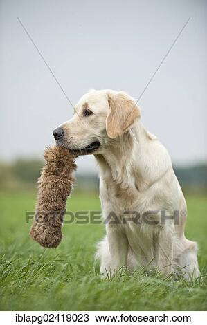 Golden Retriever retrieving a dummy View Large Photo Image Stock Image - Golden Retriever retrieving a dummy. Fotosearch
