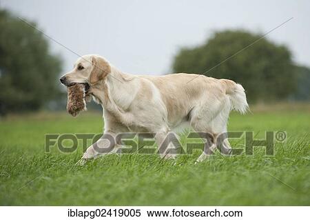 Golden Retriever retrieving a dummy View Large Photo Image Stock Photography - Golden Retriever retrieving a dummy. Fotosearch