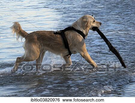 Golden Retriever retrieving a stick from the sea View Large Photo Image Stock Photograph - Golden Retriever retrieving a stick from the sea. Fotosearch