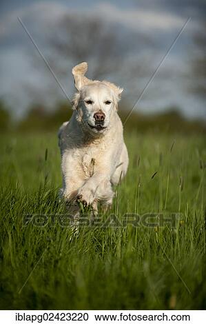 Golden Retriever running across a meadow View Large Photo Image Stock Image - Golden Retriever running across a meadow. Fotosearch
