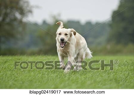 Golden Retriever running across a meadow View Large Photo Image Stock Photo - Golden Retriever running across a meadow. Fotosearch