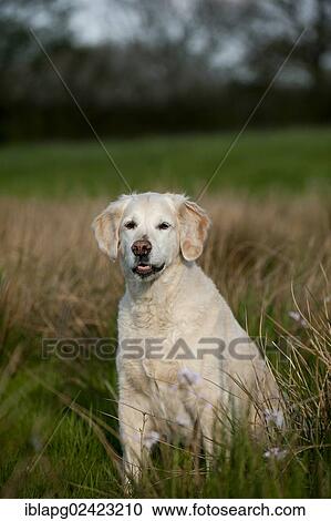 Golden Retriever sitting in a meadow View Large Photo Image Stock Image - Golden Retriever sitting in a meadow. Fotosearch
