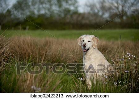 Golden Retriever sitting in a meadow View Large Photo Image Stock Image - Golden Retriever sitting in a meadow. Fotosearch
