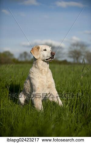 Golden Retriever sitting in a meadow View Large Photo Image Stock Photo - Golden Retriever sitting in a meadow. Fotosearch
