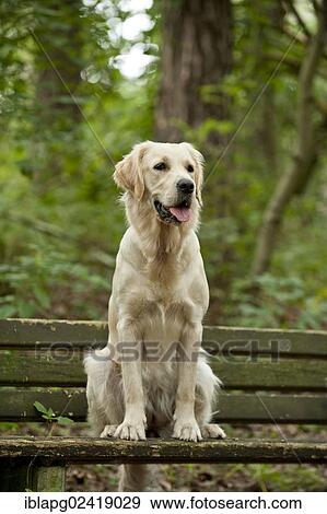 Golden Retriever sitting on a bench View Large Photo Image Stock Photo - Golden Retriever sitting on a bench. Fotosearch