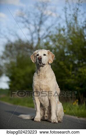 Golden Retriever sitting on a road View Large Photo Image Stock Image - Golden Retriever sitting on a road. Fotosearch
