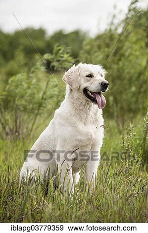 "Golden Retriever, sitting on grass" View Large Photo Image Stock Photo - "Golden Retriever, sitting on grass". Fotosearch