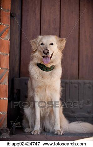 Golden Retriever, sitting View Large Photo Image Stock Photo - Golden Retriever, sitting. Fotosearch