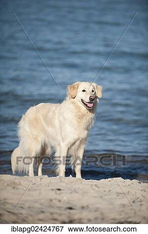 Golden Retriever standing on a beach View Large Photo Image Stock Photo - Golden Retriever standing on a beach. Fotosearch
