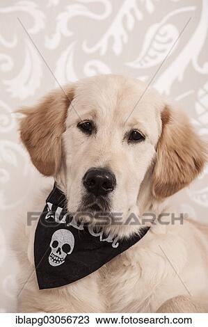 Golden Retriever wearing a skull handkerchief View Large Photo Image Stock Image - Golden Retriever wearing a skull handkerchief. Fotosearch