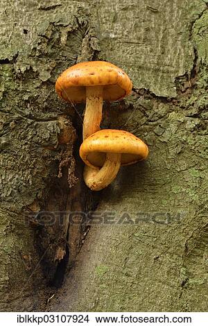 "Golden Scalycap (Pholiota aurivella) on a beech tree, Saxony-Anhalt, Germany, Europe" View Large Photo Image Picture - "Golden Scalycap (Pholiota aurivella) on a beech tree, Saxony-Anhalt, Germany, Europe". Fotosearch