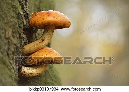 "Golden Scalycap (Pholiota aurivella) on a beech tree, Saxony-Anhalt, Germany, Europe" View Large Photo Image Picture - "Golden Scalycap (Pholiota aurivella) on a beech tree, Saxony-Anhalt, Germany, Europe". Fotosearch