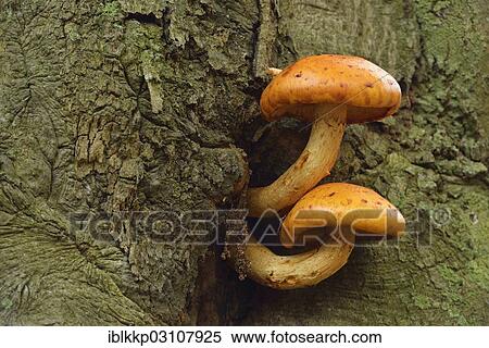 "Golden Scalycap (Pholiota aurivella) on a beech tree, Saxony-Anhalt, Germany, Europe" View Large Photo Image Stock Photography - "Golden Scalycap (Pholiota aurivella) on a beech tree, Saxony-Anhalt, Germany, Europe". Fotosearch