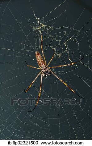 "Golden Silk Spider (Nephila clavipes), adult female, underside, resting in web, Trinidad, Trinidad and Tobago, North America" View Large Photo Image Stock Image - "Golden Silk Spider (Nephila clavipes), adult female, underside, resting in web, Trinidad, Trinidad and Tobago, North America". Fotosearch