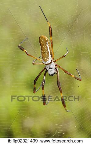 "Golden Silk Spider (Nephila clavipes), adult female, resting in web, Trinidad, Trinidad and Tobago, North America" View Large Photo Image Stock Photo - "Golden Silk Spider (Nephila clavipes), adult female, resting in web, Trinidad, Trinidad and Tobago, North America". Fotosearch