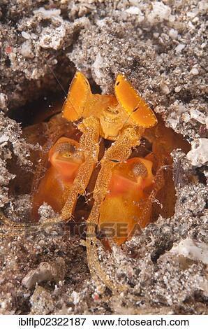 "Golden Spearing Mantis Shrimp (Lysiosquilloides mapia), adult, in hole, Lembata Island, Solor Archipelago, Lesser Sunda Islands, Indonesia, Southeast Asia, Asia" View Large Photo Image Stock Photo - "Golden Spearing Mantis Shrimp (Lysiosquilloides mapia), adult, in hole, Lembata Island, Solor Archipelago, Lesser Sunda Islands, Indonesia, Southeast Asia, Asia". Fotosearch