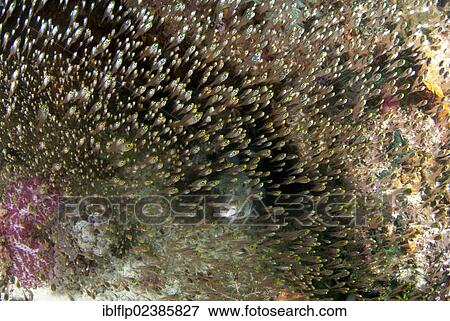 "Golden Sweeper (Parapriacanthus ransonneti), shoal, swimming beside Star Pufferfish (Arothron stellatus), adult, Dampier Straits, Raja Ampat Islands, Four Kings, West Papua, New Guinea, Indonesia, Southeast Asia, Asia" View Large Photo Image Stock Photo - "Golden Sweeper (Parapriacanthus ransonneti), shoal, swimming beside Star Pufferfish (Arothron stellatus), adult, Dampier Straits, Raja Ampat Islands, Four Kings, West Papua, New Guinea, Indonesia, Southeast Asia, Asia". Fotosearch