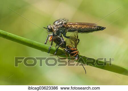 Stock Photograph - "Golden-tabbed Robber-fly (Eutolmus rufibarbis) with caught insect, Hesse, Germany, Europe". Fotosearch