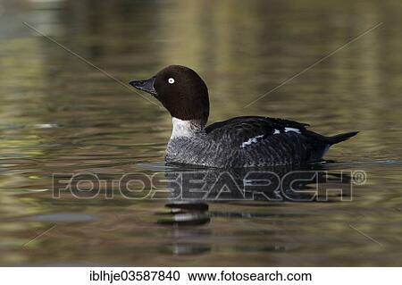"Goldeneye (Bucephala clangula), Texel, West Frisian Islands, province of North Holland, The Netherlands, Europe" View Large Photo Image Stock Image - "Goldeneye (Bucephala clangula), Texel, West Frisian Islands, province of North Holland, The Netherlands, Europe". Fotosearch