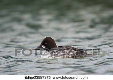 "Goldeneye (Bucephala clangula), Texel, West Frisian Islands, province of North Holland, The Netherlands, Europe" View Large Photo Image Stock Photography - "Goldeneye (Bucephala clangula), Texel, West Frisian Islands, province of North Holland, The Netherlands, Europe". Fotosearch