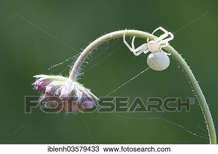 "Goldenrod Crab Spider or Flower Crab Spider (Misumena vatia), Botanical Garden of Vilnius University, Vilnius, Vilnius County, Lithuania, Europe" View Large Photo Image Stock Image - "Goldenrod Crab Spider or Flower Crab Spider (Misumena vatia), Botanical Garden of Vilnius University, Vilnius, Vilnius County, Lithuania, Europe". Fotosearch